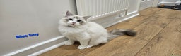 Ragdoll cats for sale: Pedegree Active Gccf 2 boys left  - Advert 10