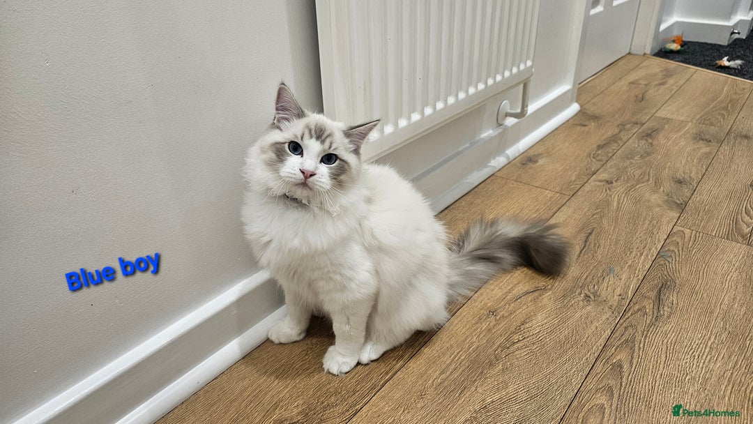 Ragdoll cats for sale: Pedegree Active Gccf 2 boys left  - Advert 10