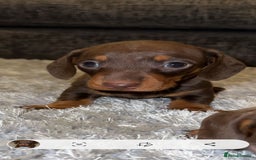 Miniature Dachshund dogs for stud: TINY KC REG HEREDITARY PRA CLEAR PROVEN in Pontefract - Image 4