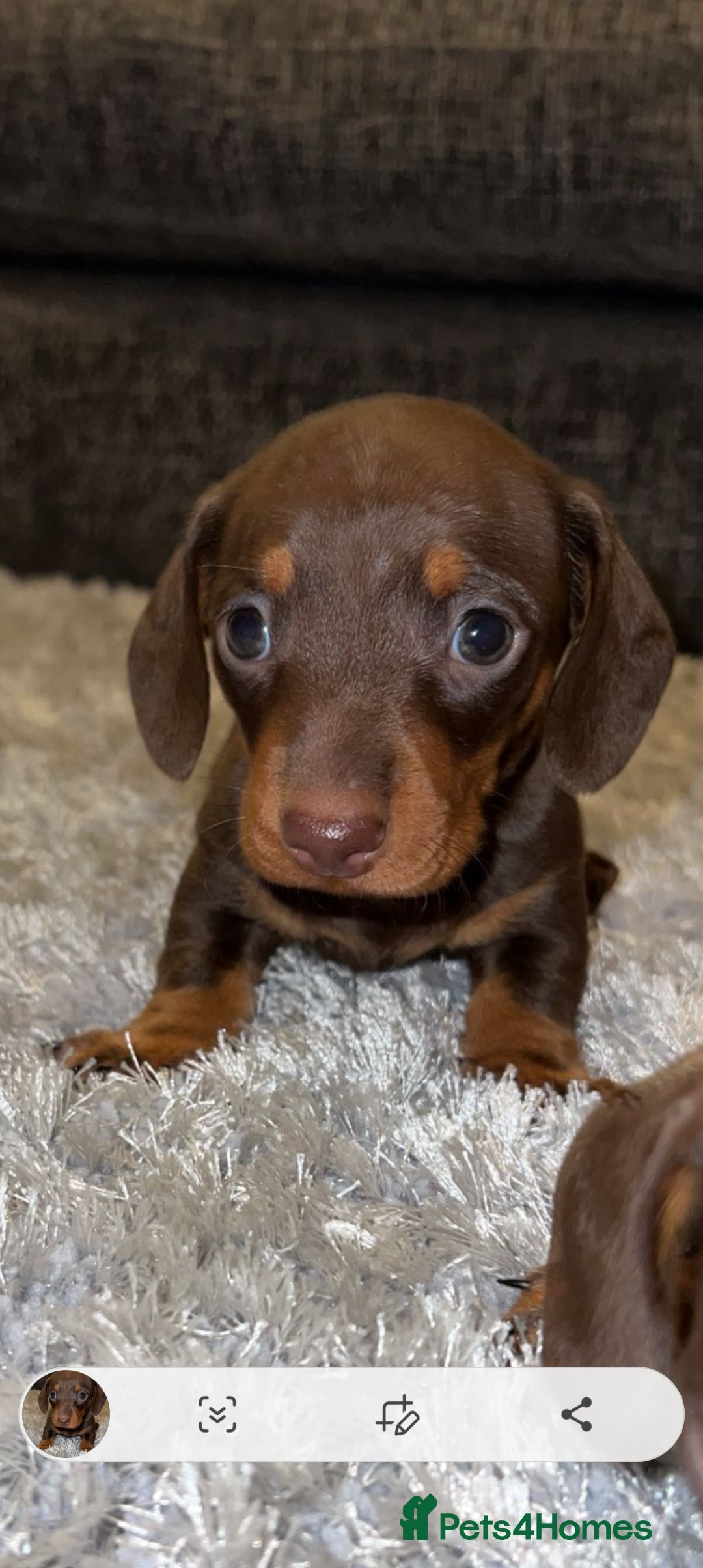 Miniature Dachshund dogs for stud: TINY KC REG HEREDITARY PRA CLEAR PROVEN in Pontefract - Image 4