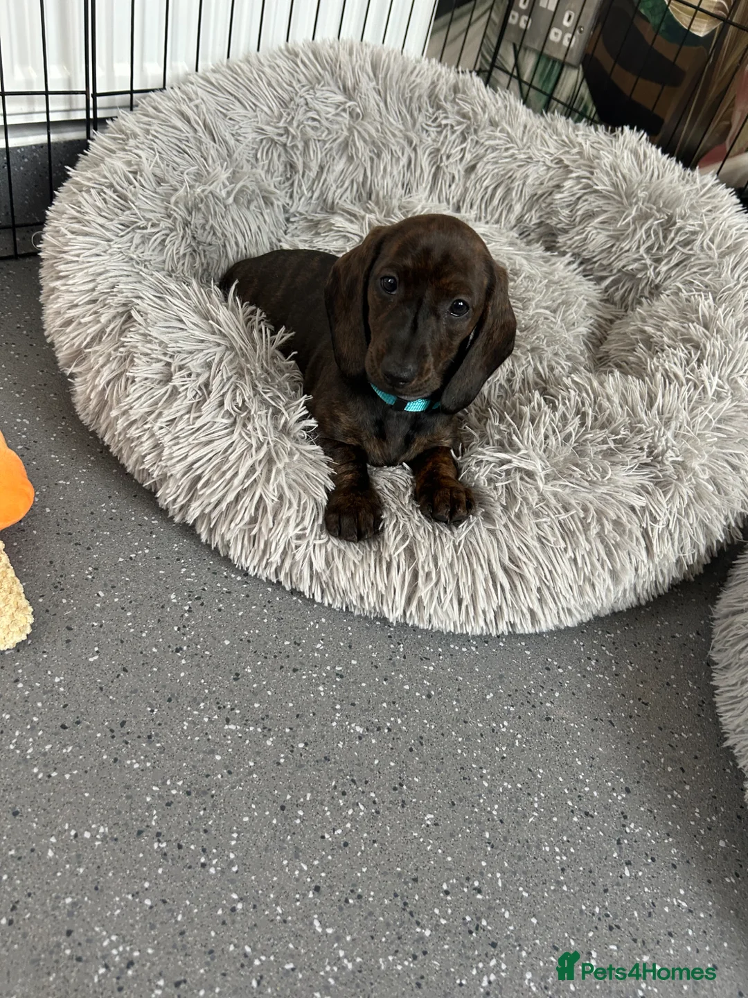Dachshund dogs for sale: READY TO LEAVE NOW! 1 gorgeous girl available  - Advert 1