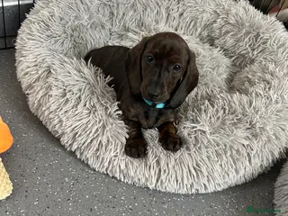 Dachshund dogs READY TO LEAVE NOW! 1 gorgeous girl available - Advert 6