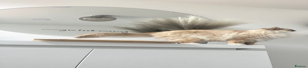 Ragdoll Cat female - 3 years 