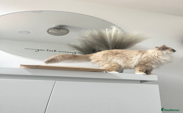 Ragdoll cats - Advert 8