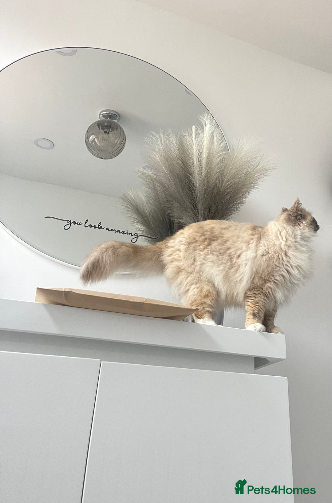 Ragdoll cats for sale: 3 year old female ragdoll - Image 1