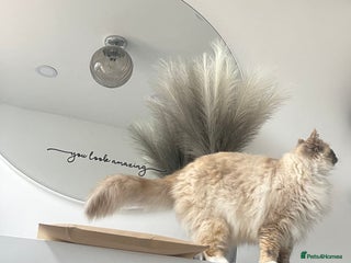 Ragdoll cats - Advert 2