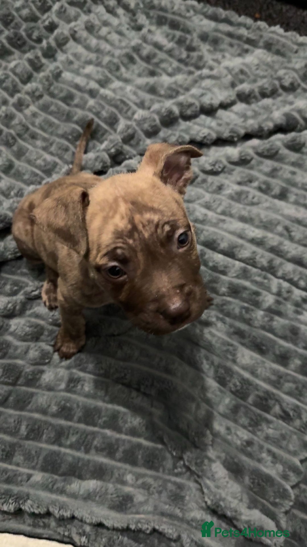 American Bulldog dogs for sale: Roxy is a lovely classic American bully  - Image 3