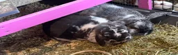 Mixed Breed rabbits for sale: Two bonded male and female rabbits - Advert 2