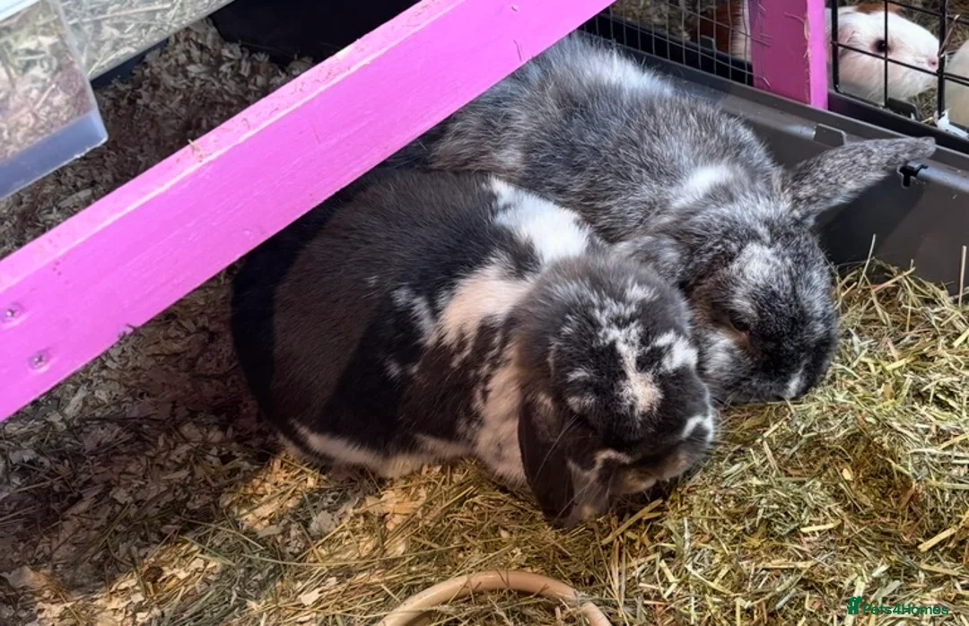 Mixed Breed rabbits for sale: Two bonded male and female rabbits - Advert 2