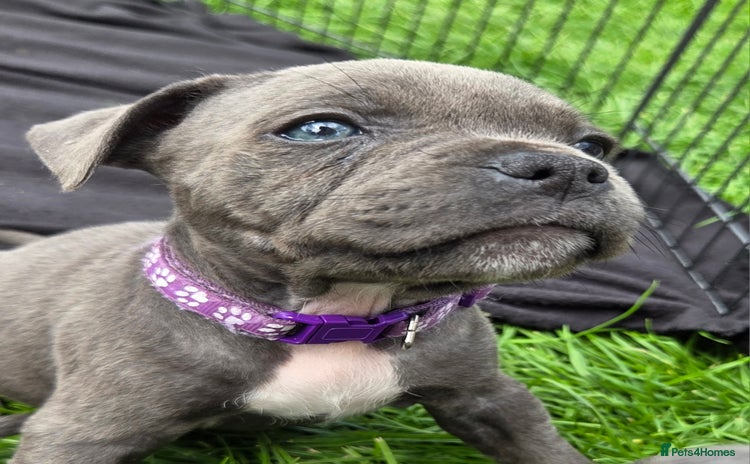 Staffordshire Bull Terrier dogs - Advert 1