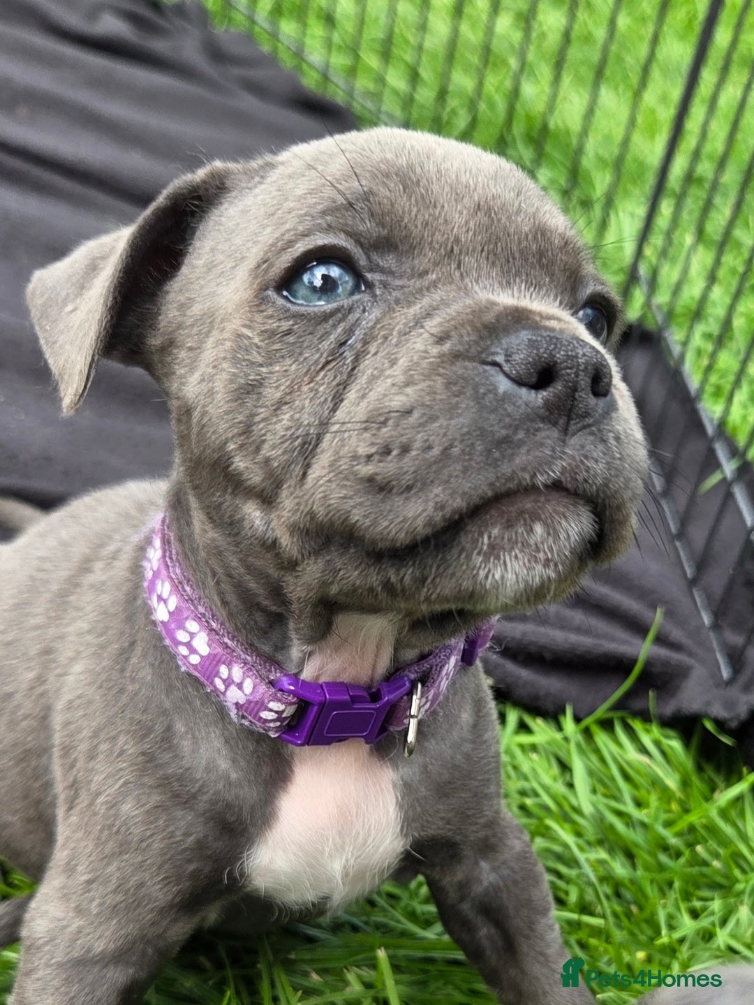 Staffordshire Bull Terrier dogs for sale: Reduced, remaining 2 KC Blue SBT - Image 1