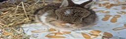 Netherland Dwarf rabbits for sale: Netherland dwarf.  Dwarf lops. mini lops  - Advert 8