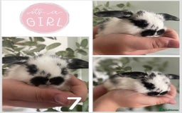Mini Lop rabbits for sale: Mini lop babies available  - Image 8