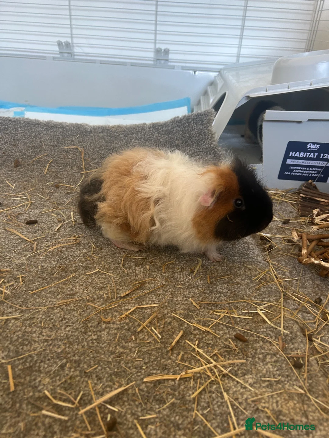 Guinea Pig rodents for sale: Guinea pigs pair in Newcastle upon Tyne - Advert 2