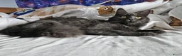 Mixed Breed cats for sale: Kittens  - Advert 11