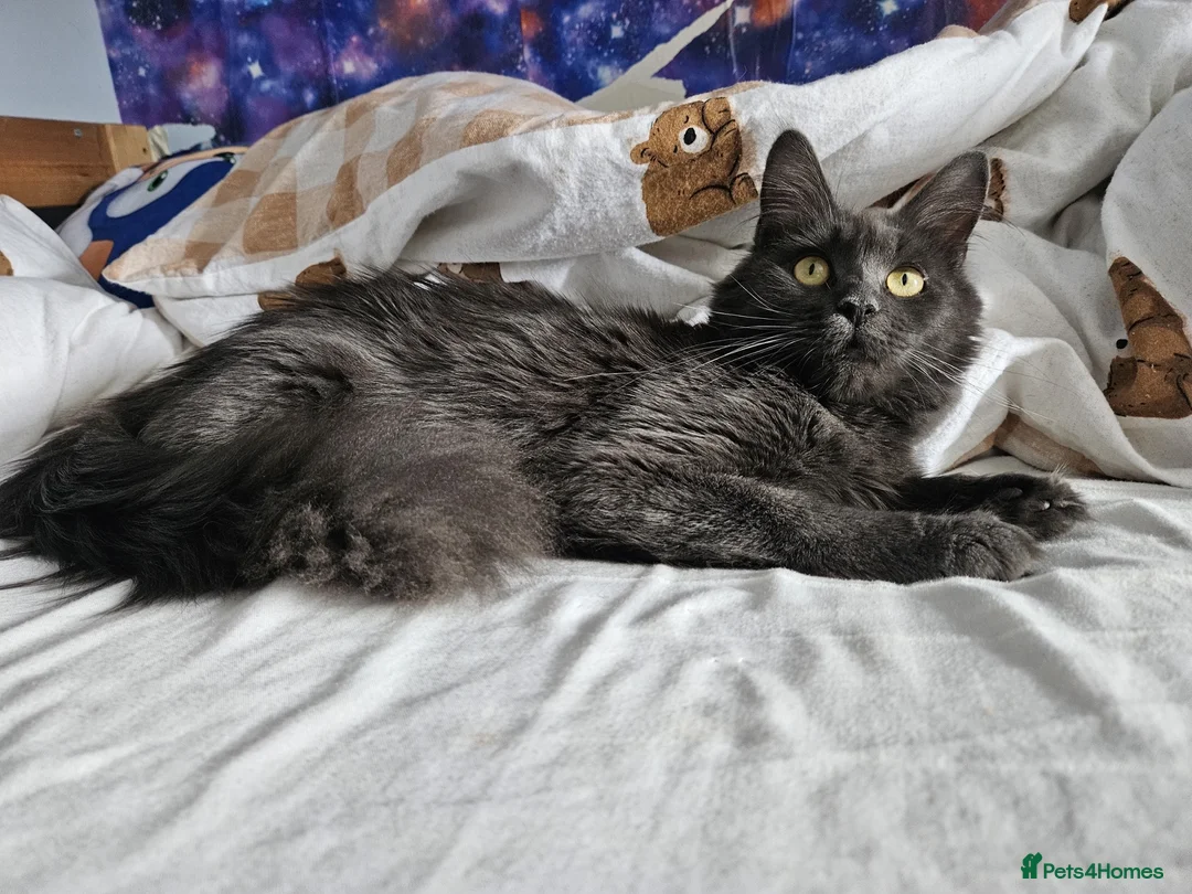Mixed Breed cats for sale: Kittens  - Advert 11