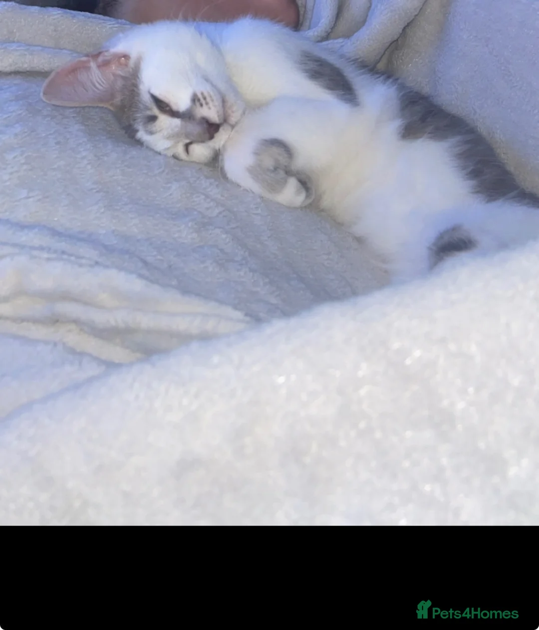 Mixed Breed cats for sale: FEMALE MIXED BREED  in Stoke-on-Trent - Advert 3