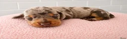 Miniature Dachshund dogs for sale: Dapple Miniature Dachshund Girl - Advert 2