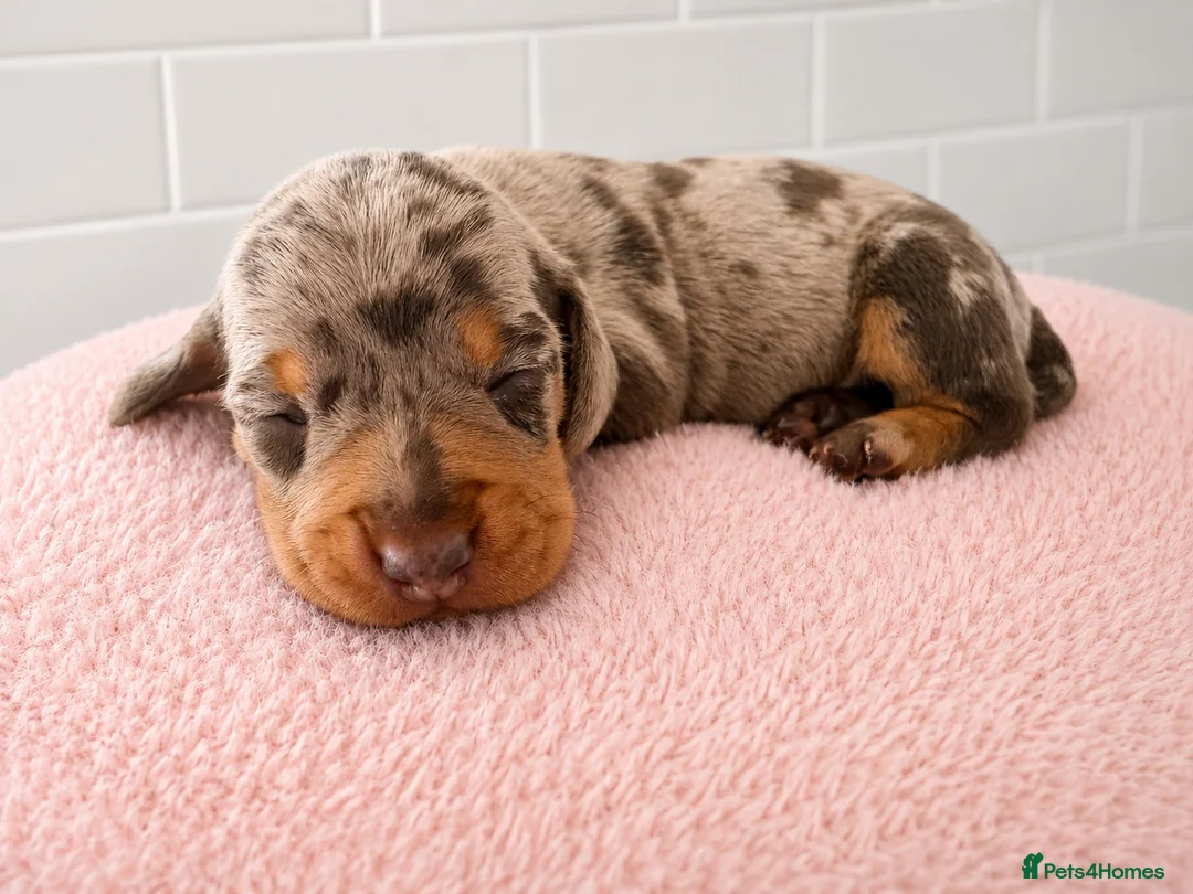 Miniature Dachshund dogs for sale: Dapple Miniature Dachshund Girl - Advert 2