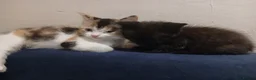 British Shorthair cats for sale: British shorthair kittens - Advert 8