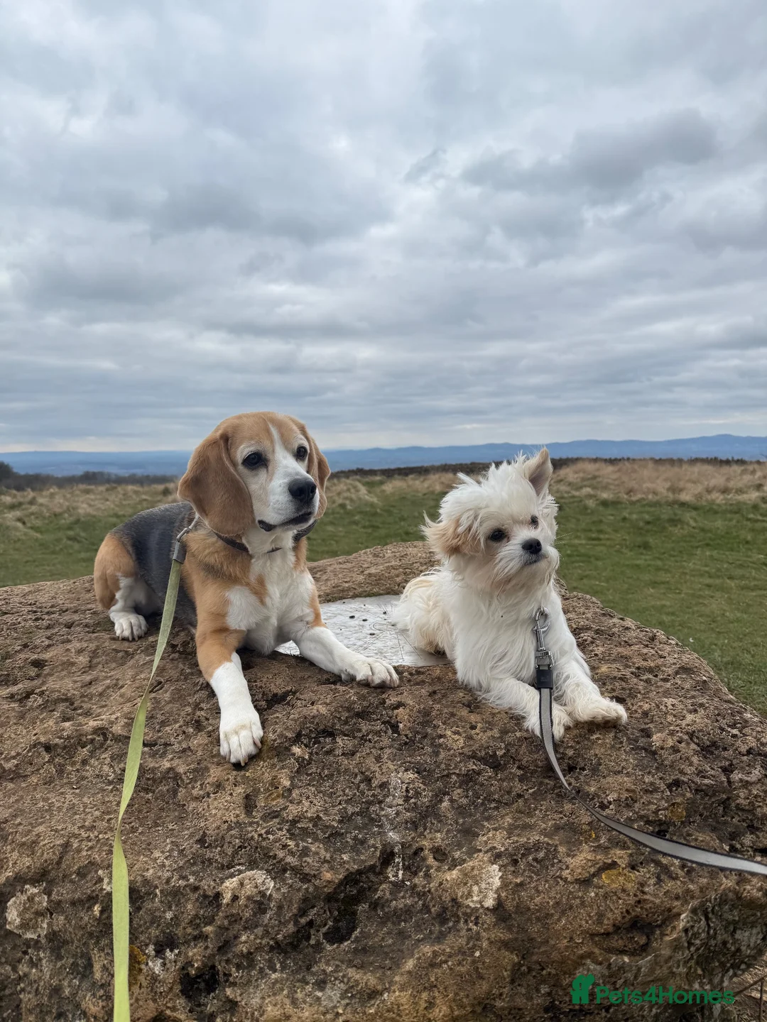Beagle dogs for sale: ARCHIE THE BEAGLE - REHOME  in Cheltenham - Advert 2