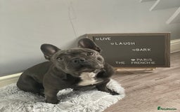 French Bulldog dogs for sale: Frenchies for sale <3 - Image 12