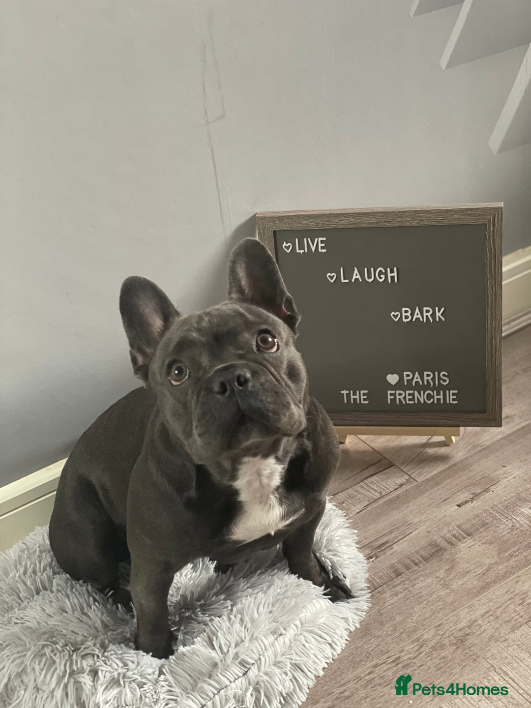 French Bulldog dogs for sale: Frenchies for sale <3 - Image 12