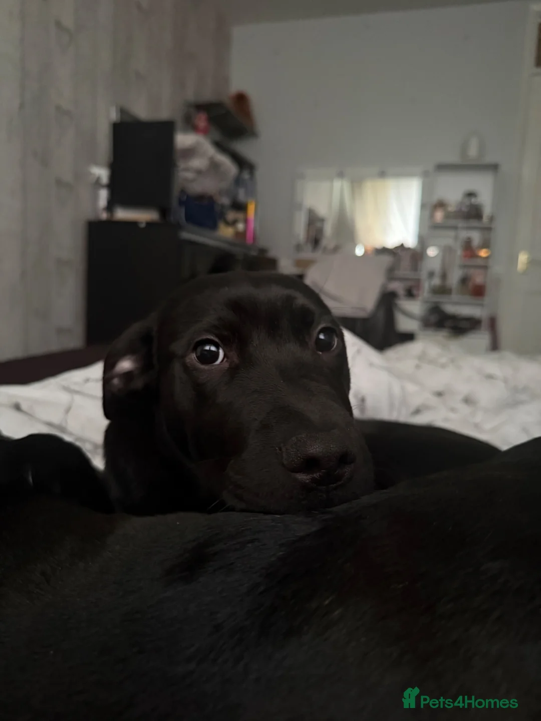 Mixed Breed dogs for sale: Smokey (6 months) in Southampton - Advert 2