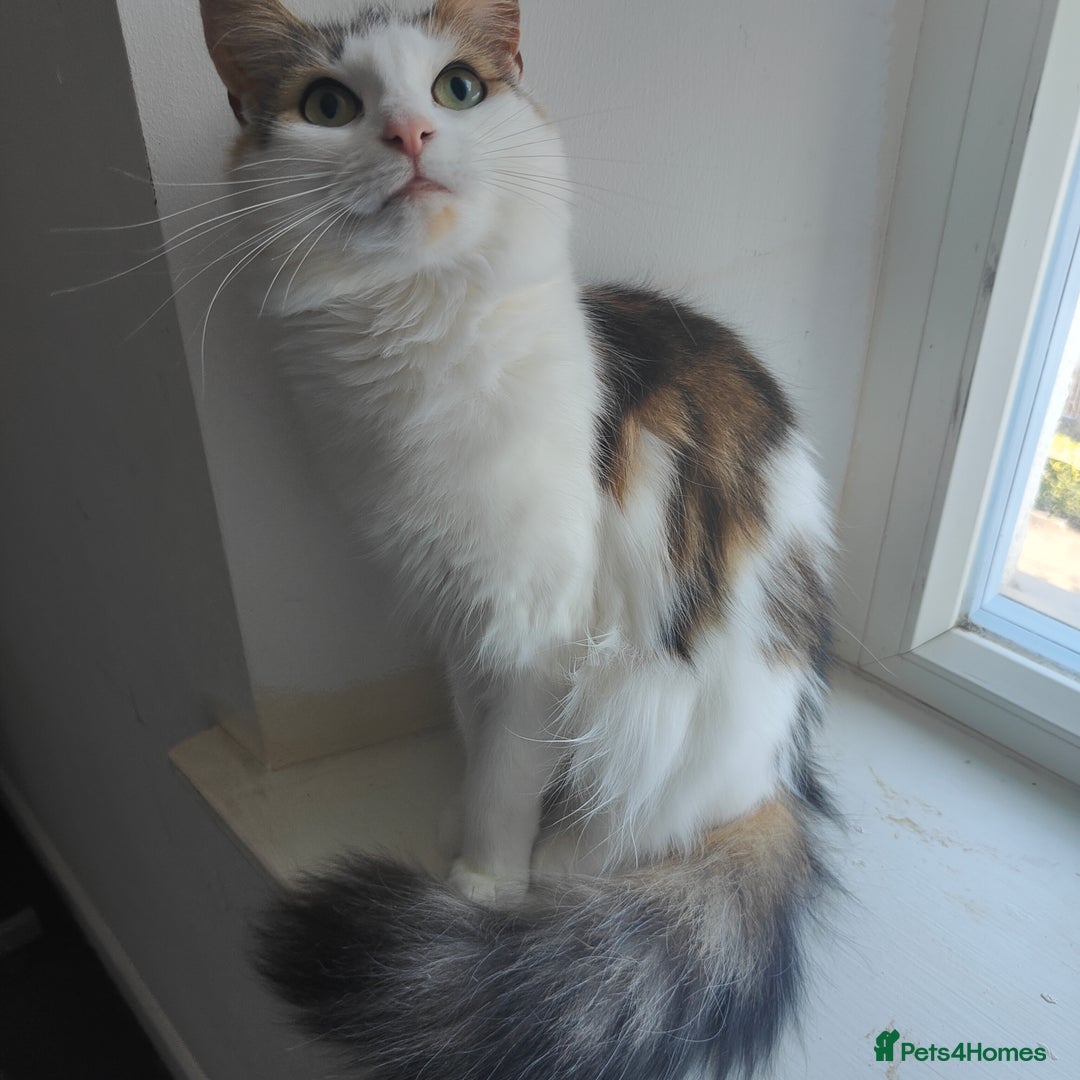 Maine Coon cats for sale: Norwegian Forest Mix Cat - Image 2