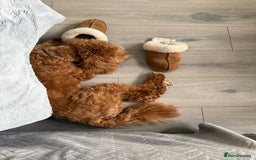 Cavachon dogs for sale: Ralph  - Image 4