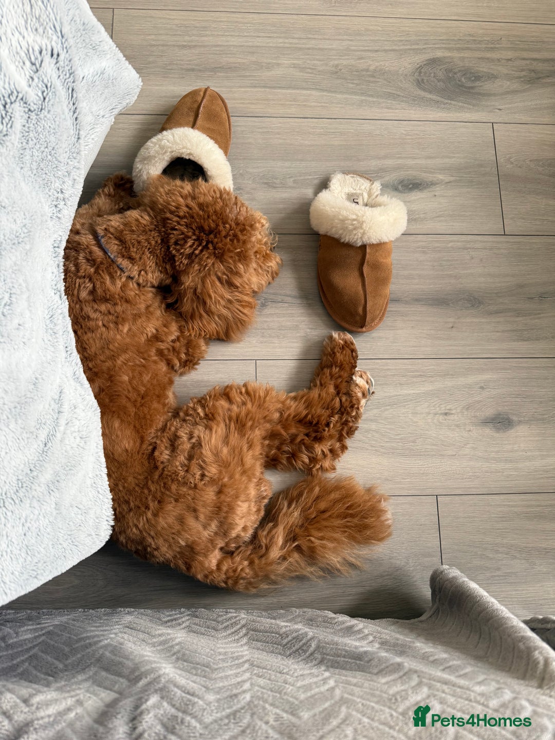 Cavachon dogs for sale: Ralph  - Image 4