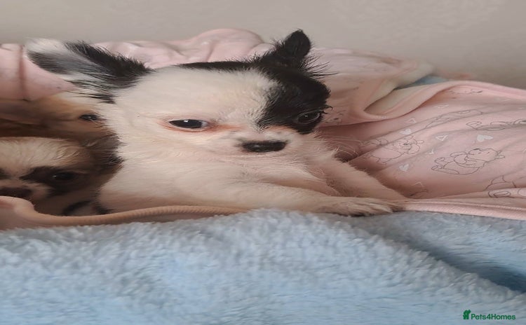 Chihuahua dogs - Advert 5