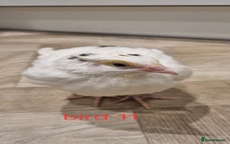 Quail poultry for sale: Coturnix quail three week old (not sexed)  - Image 23