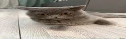 British Shorthair cats for sale: britsh short hair - Advert 6