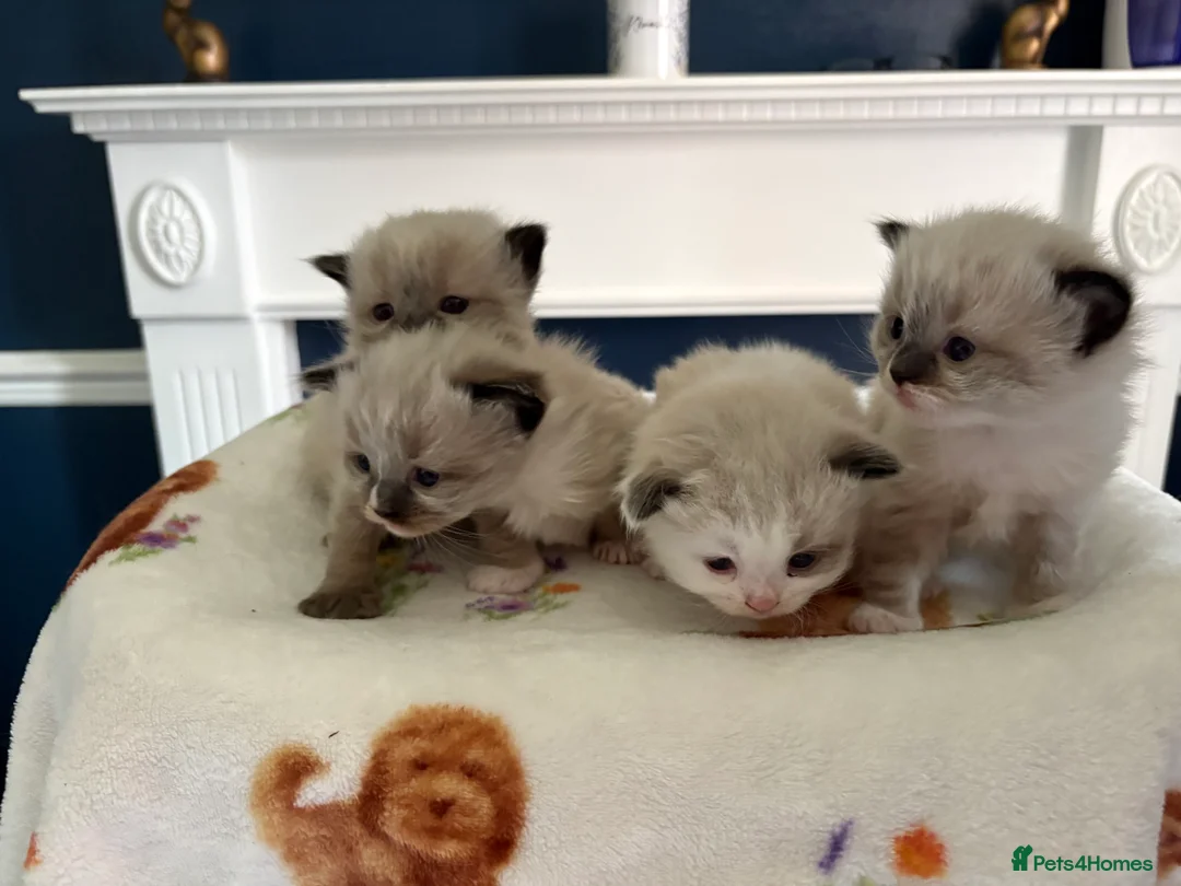 Ragdoll cats for sale: Microchipped Ragdoll Pedigree Kittens in Doncaster - Advert 4