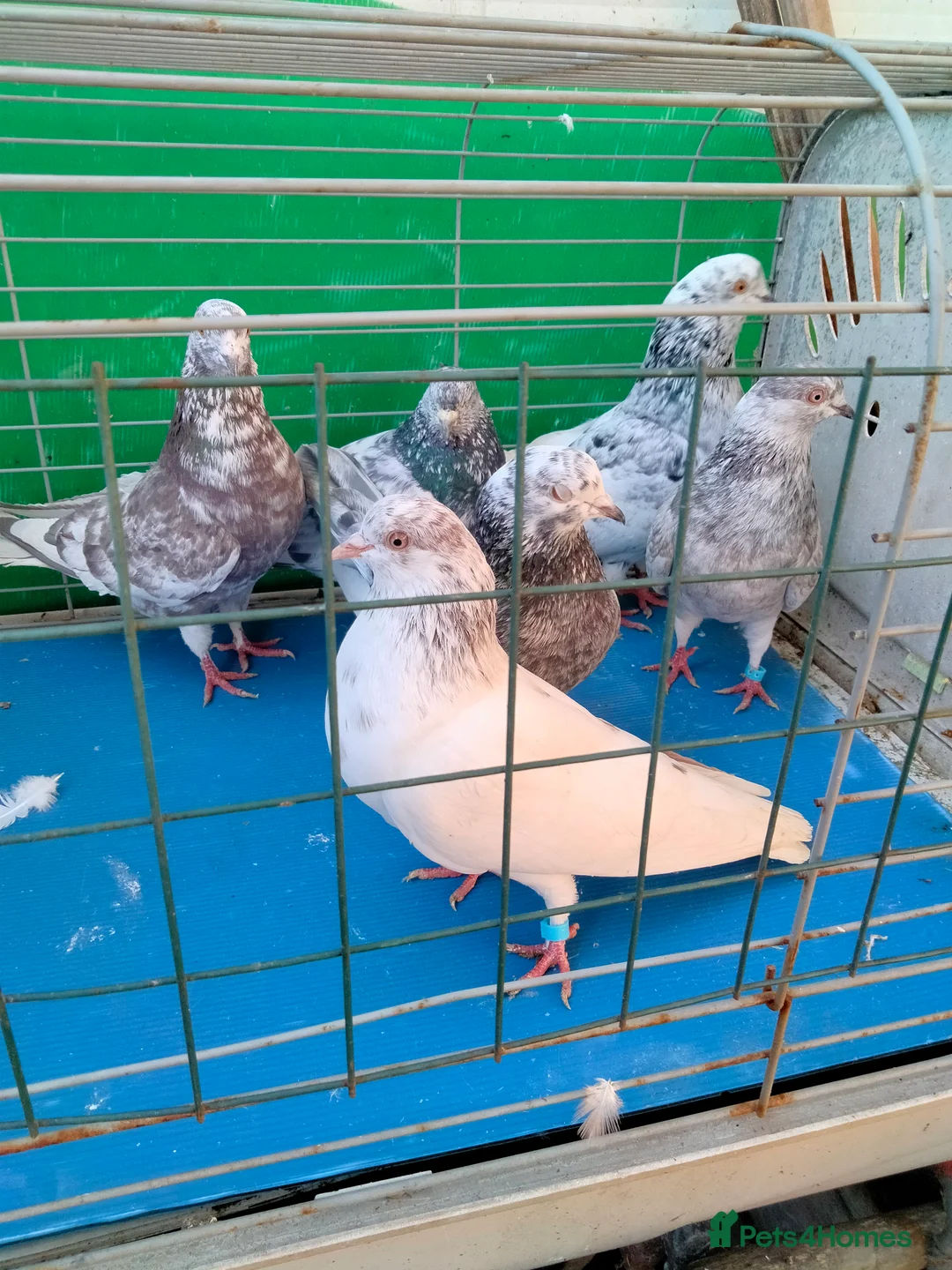 Pigeons birds for sale: Pigeones for sale in London hackney  - Advert 2