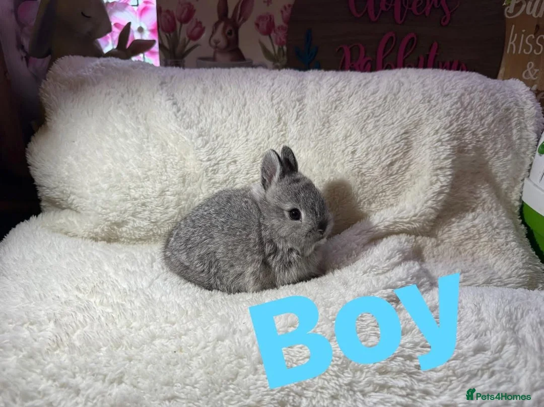 Netherland Dwarf rabbits for sale: Pedigree Neverland dwarfs - Advert 1