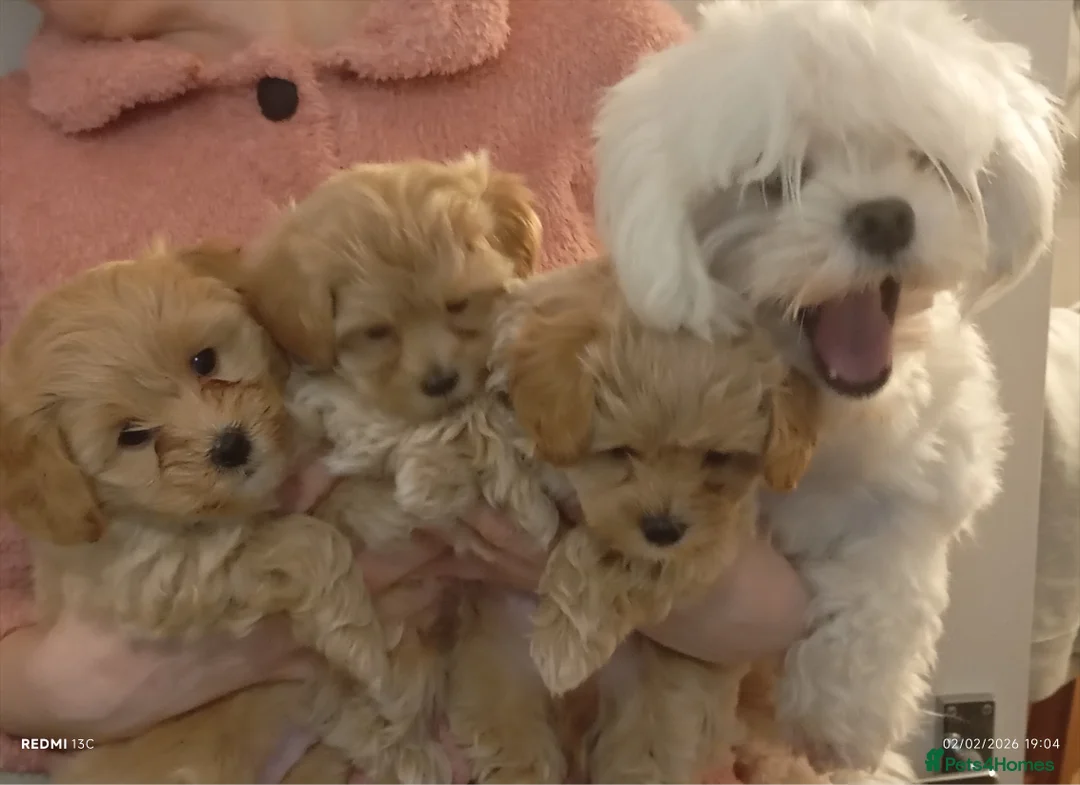Maltipoo dogs for sale: Maltipoo Puppy  - Advert 11