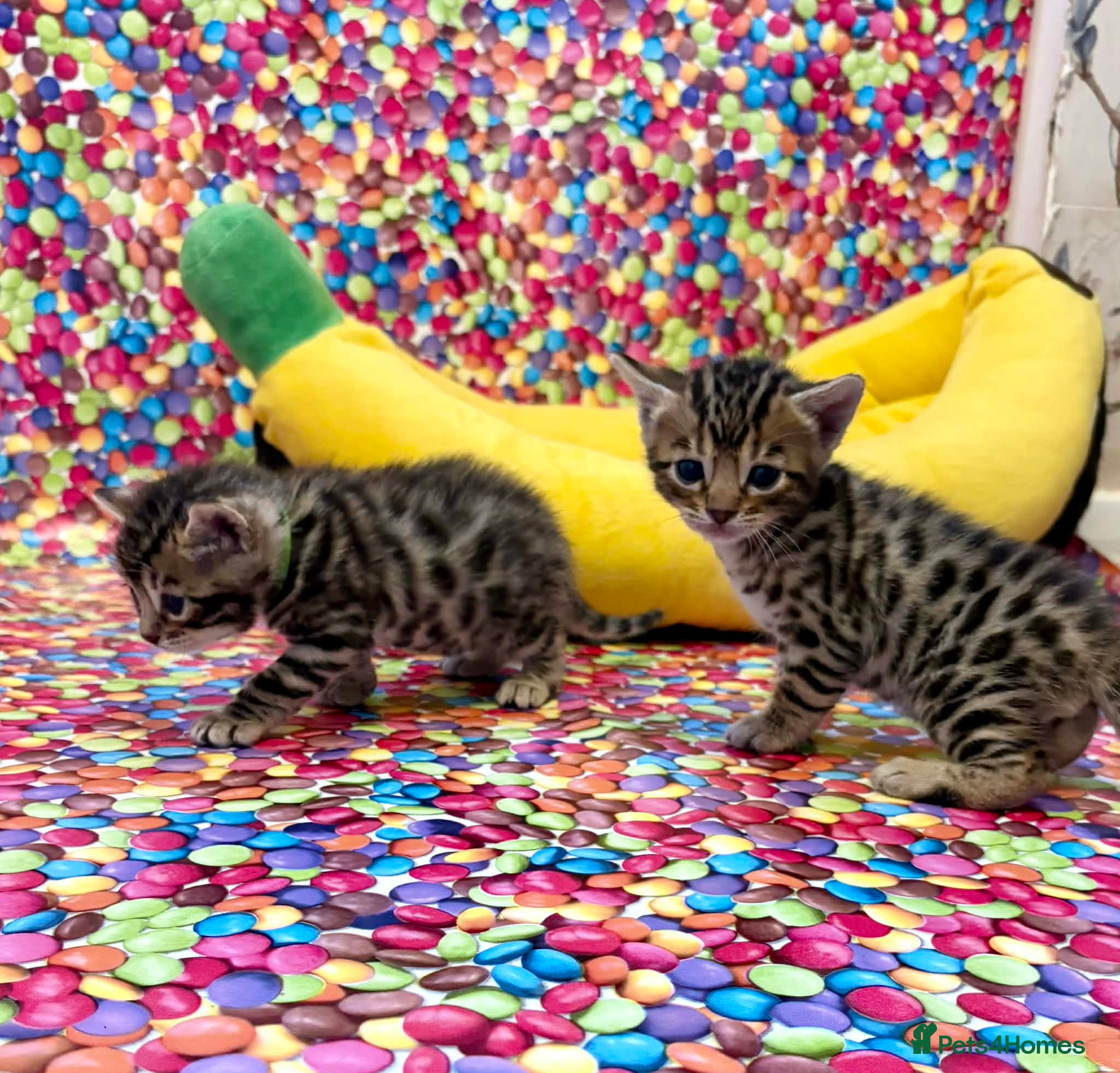 Bengal cats for sale: Amazing Bengal kittens  - Advert 1