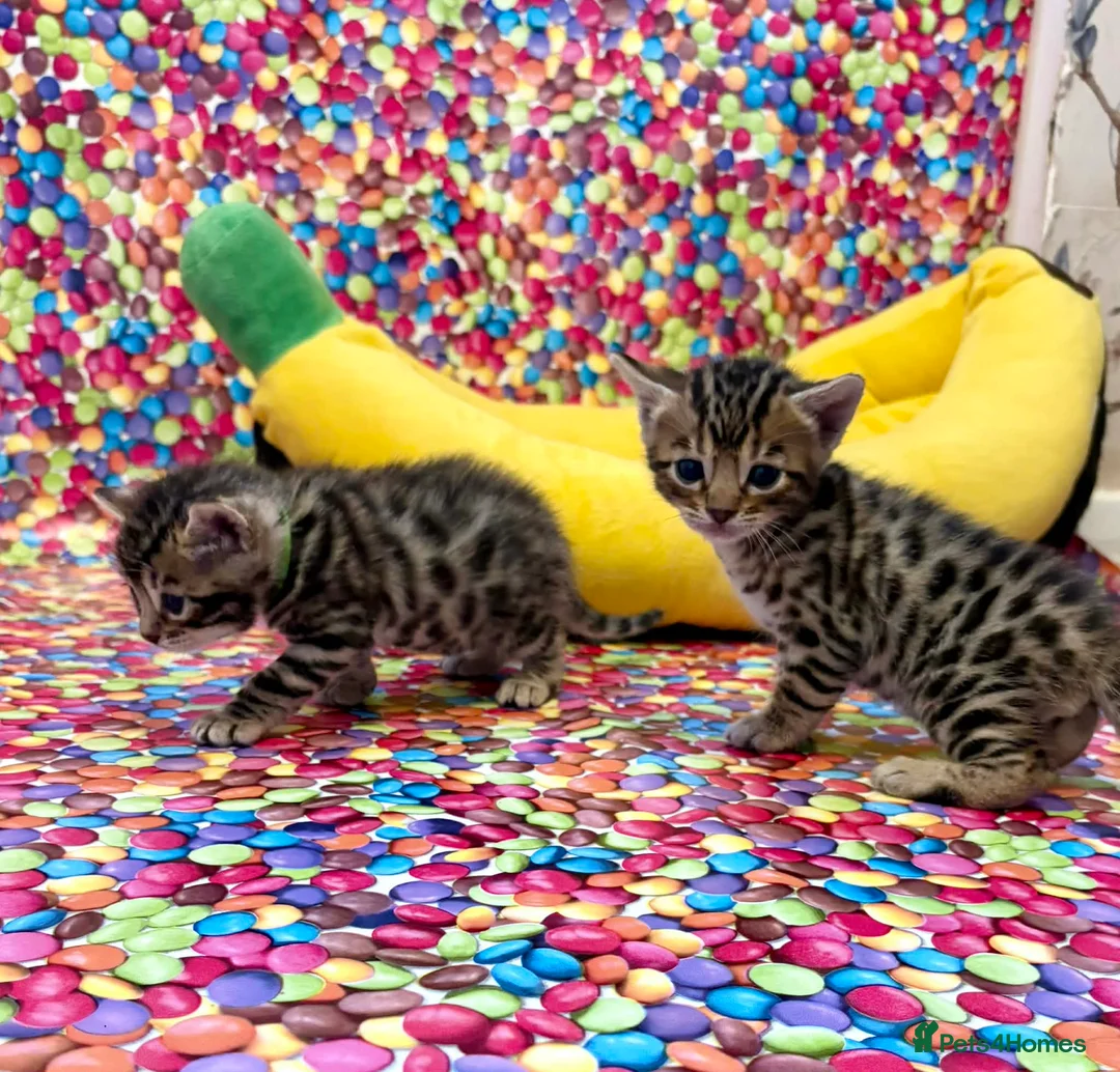 Bengal cats for sale: Amazing Bengal kittens  - Advert 1