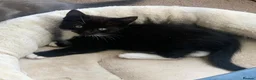 Mixed Breed cats for sale: 1 Beautiful Black & White Female Kitten Left  - Advert 3