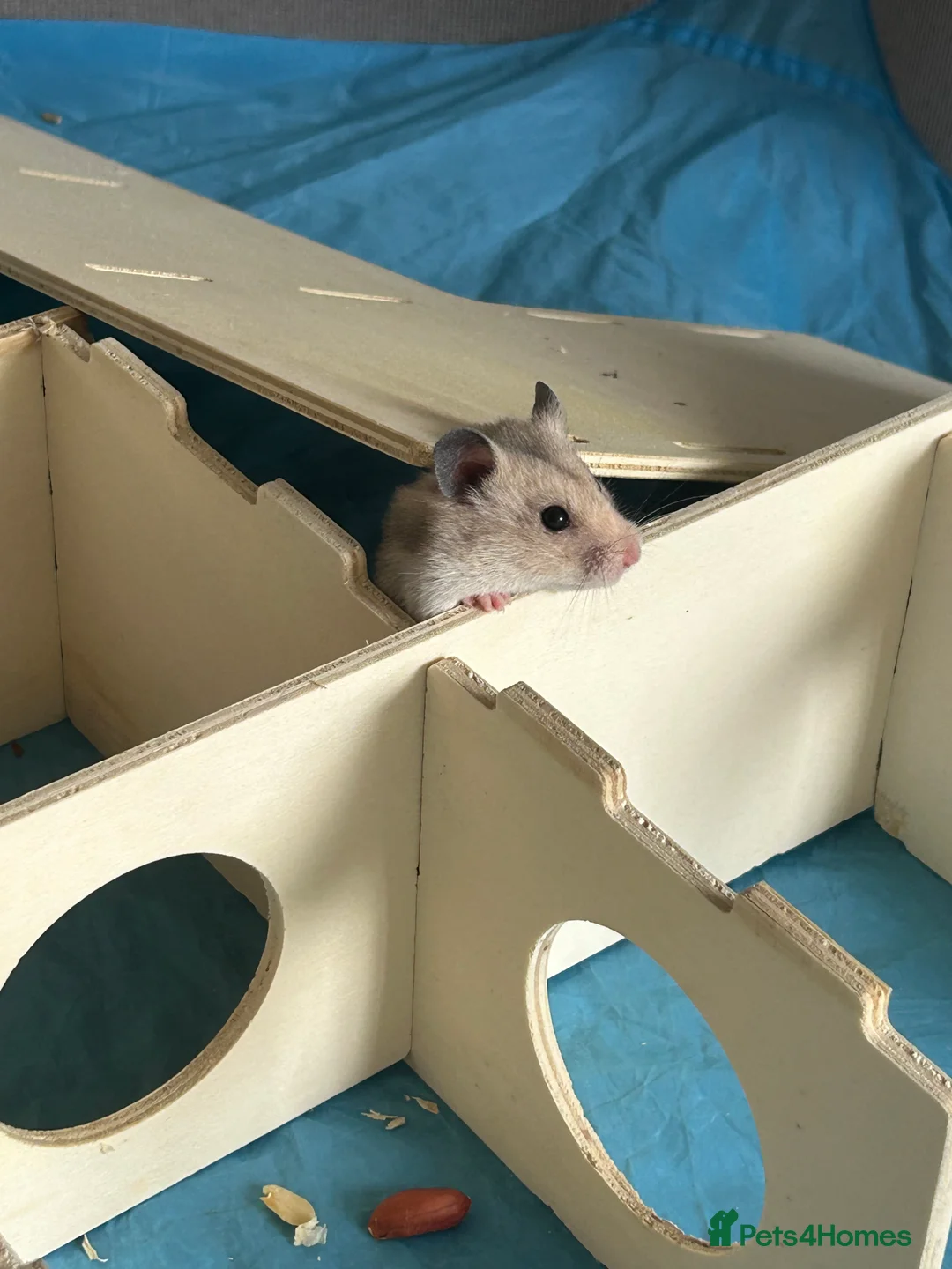 Hamster rodents for sale: Female hamster  - Advert 3