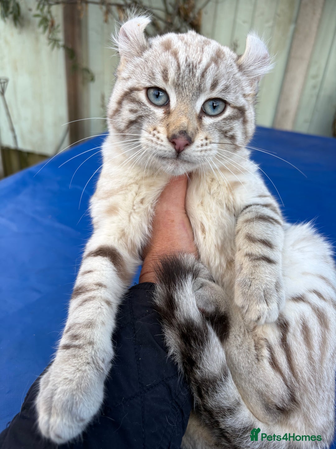 Savannah cats for sale: Superb snow leopard male  - Advert 8