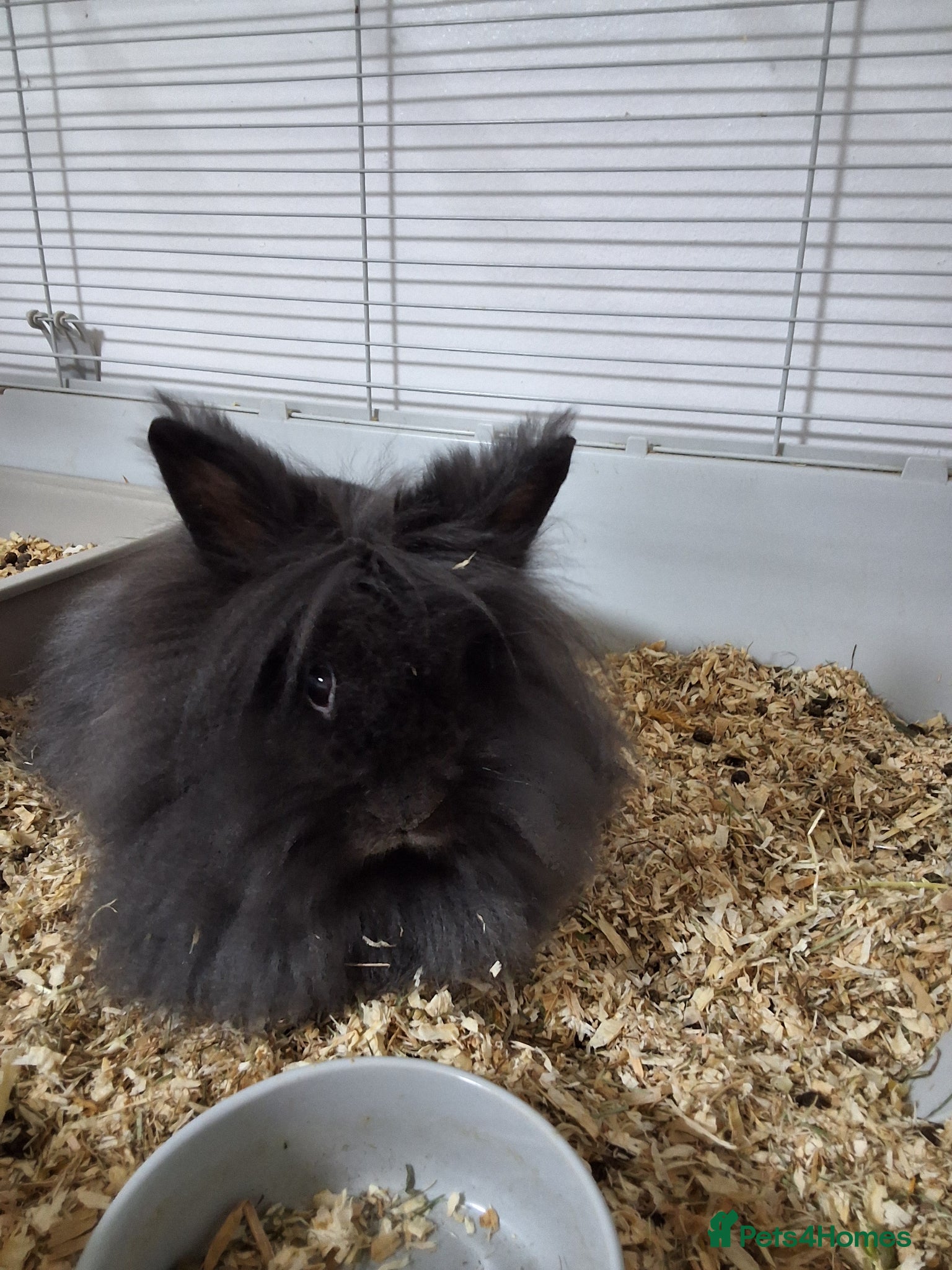 Lionhead rabbits Male Rabbit - Advert 6