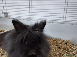 Lionhead rabbits Male Rabbit - Advert 6