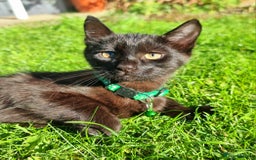 Mixed Breed cats for sale: Norwegian x pixiebob kittens mix available  - Image 9
