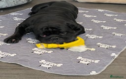 English Bulldog dogs for sale:  Male English Bulldog - Image 2