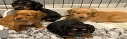 Cocker Spaniel dogs for sale: Beautiful working cocker spaniels  - Advert 10