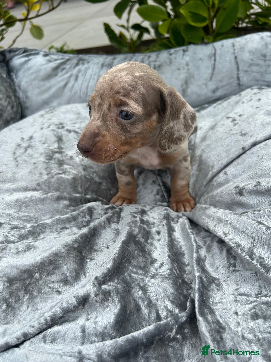 Miniature Dachshund dogs for sale: Ready Today! Miniature Dachshund Puppies  - Image 15