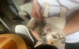 Mixed Breed cats for sale: Beautiful mixed kittens  - Image 20